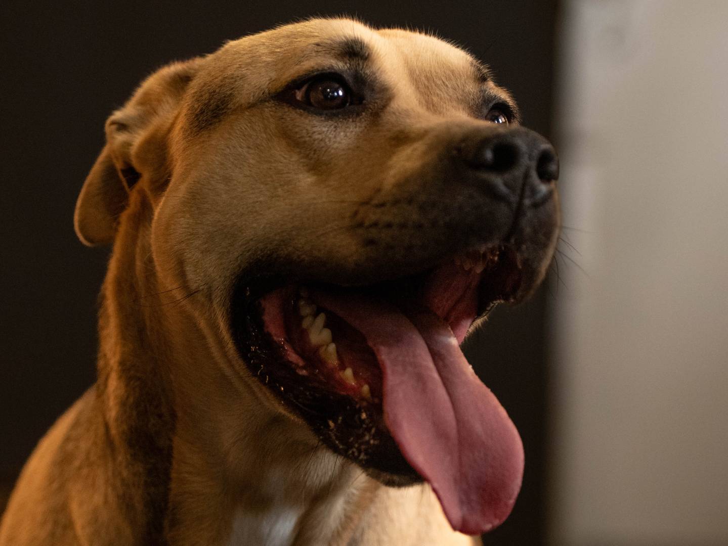 Adotta il cane PENELOPE a Latina