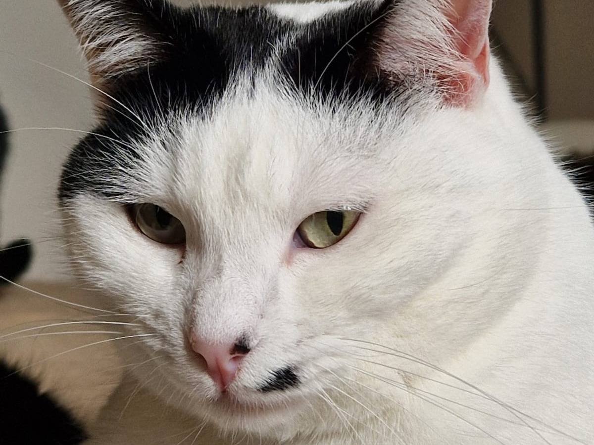 Adozione gatto, femmina, Razza sconosciuta Razza sconosciuta, 3 anni e 6 mesi, taglia non valida, Frosinone