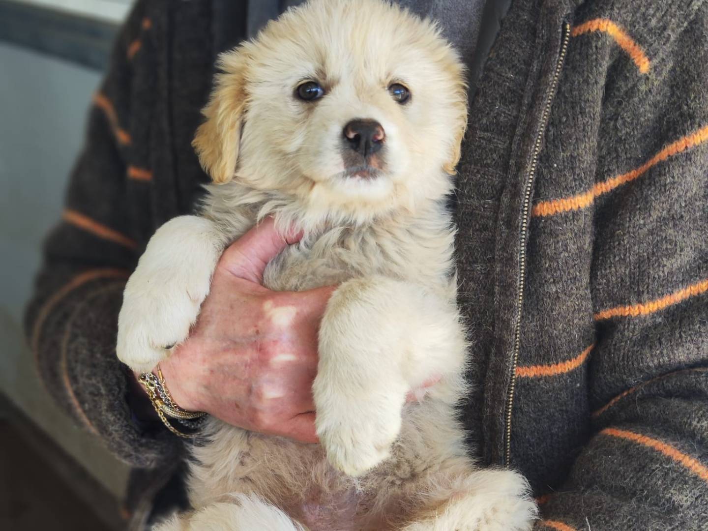 Adozione cane, maschio, Golden Retriever Razza sconosciuta, 1 mesi, taglia media, Trapani