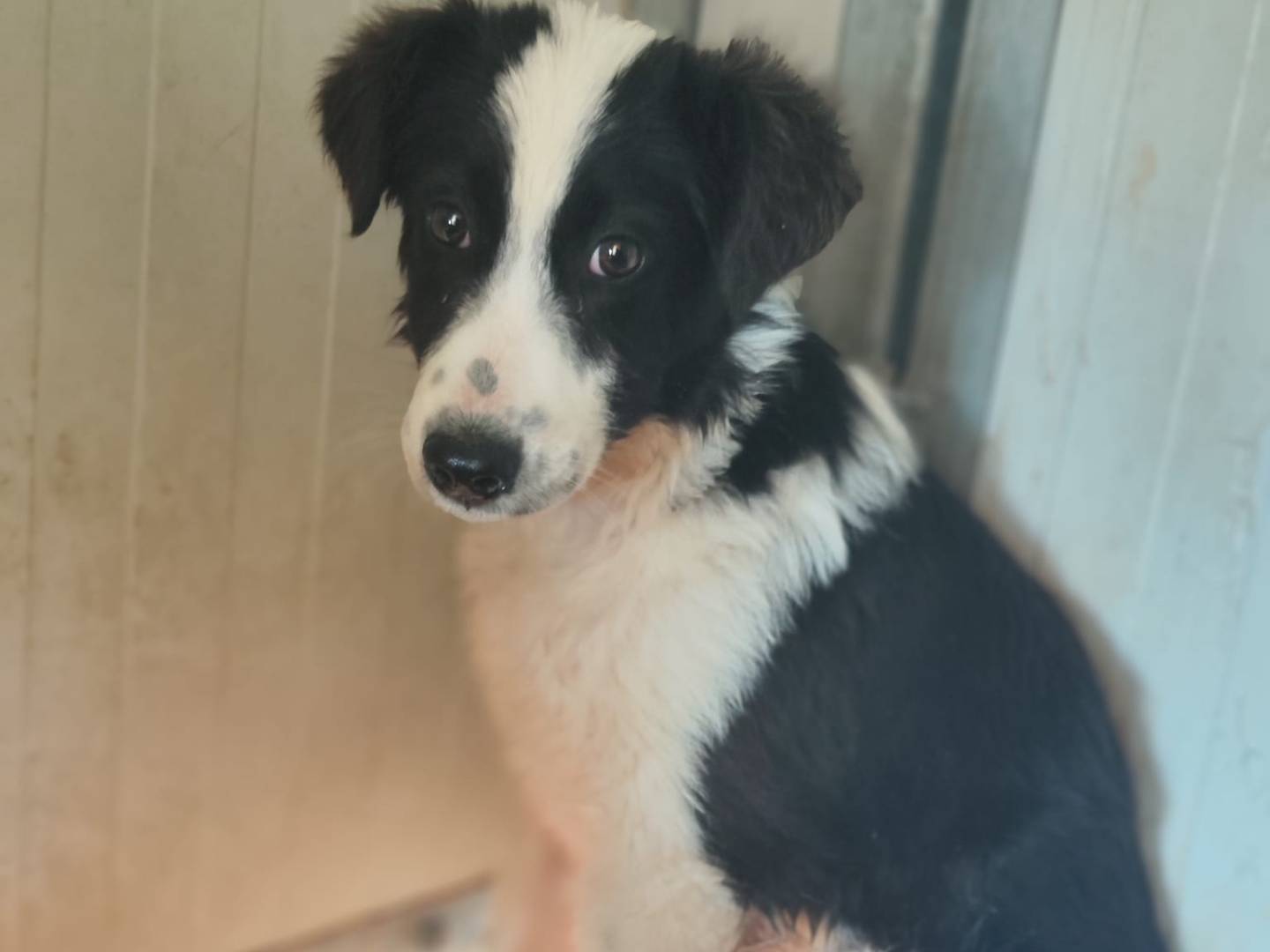 Adozione cane, maschio, Border Collie Razza sconosciuta, 4 mesi, taglia media, Trapani