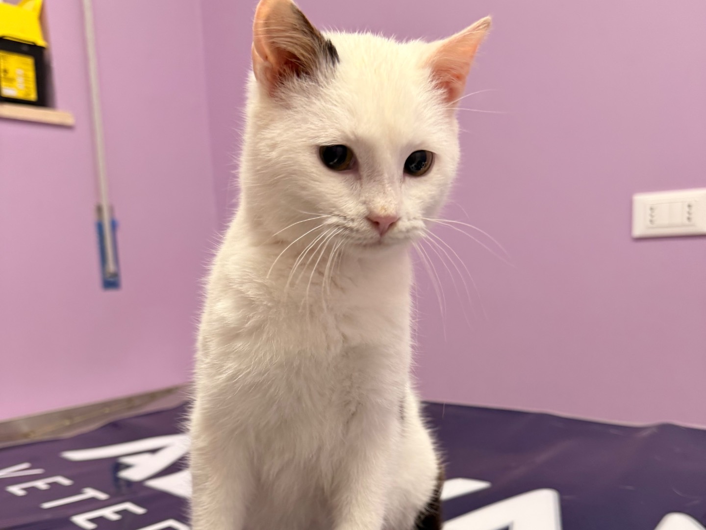 Adozione gatto, maschio, Razza sconosciuta Razza sconosciuta, 6 mesi, taglia non valida, Laquila