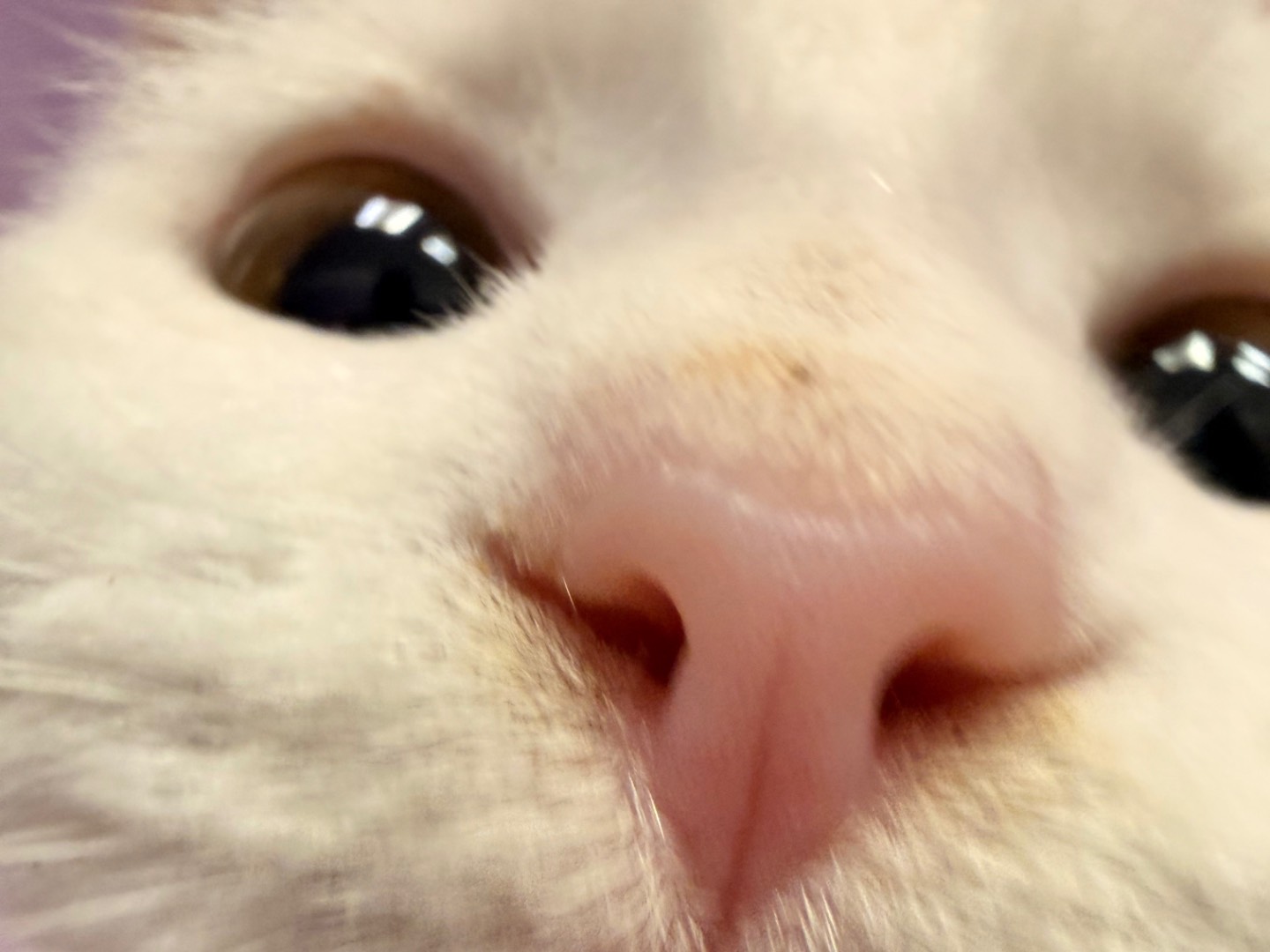 Adotta un gatto, maschio, 6 mesi, Laquila