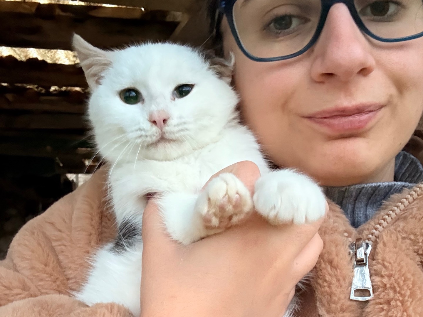 Adotta un gatto, taglia non valida, maschio, Laquila