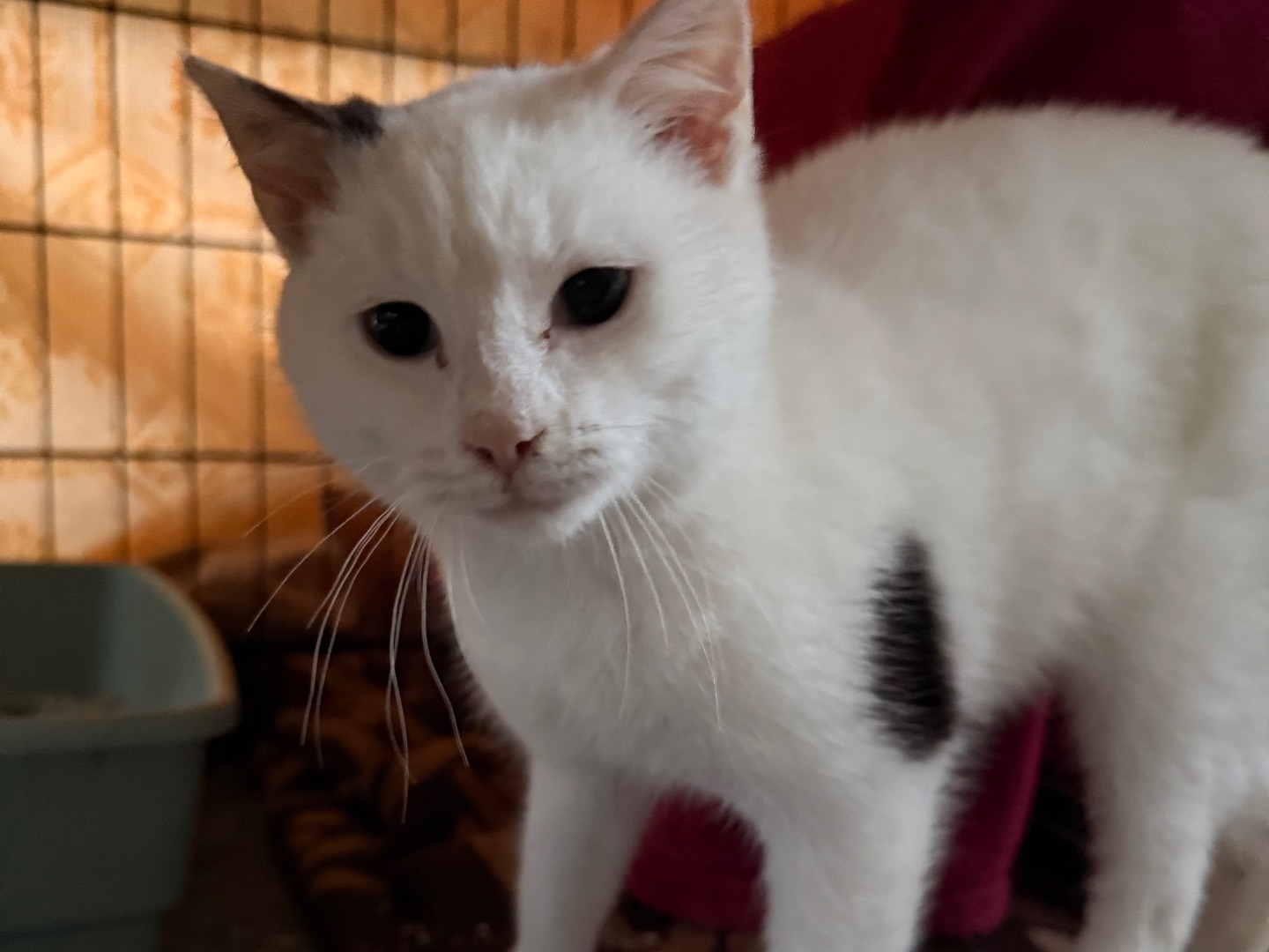 Vuoi adottare un gatto a Laquila?