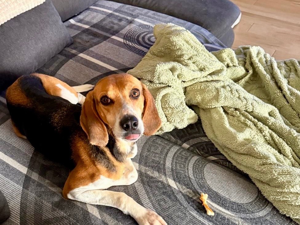 Adotta un cane, taglia media, femmina, Venezia