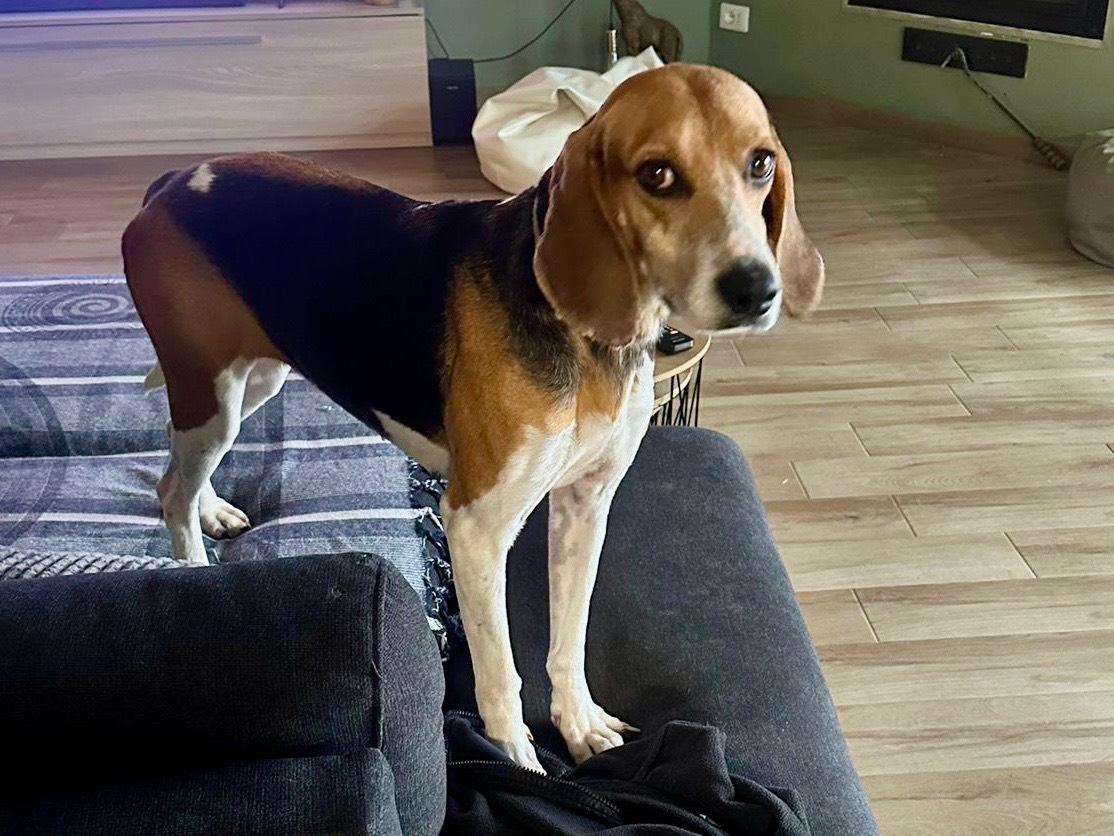 Vuoi adottare un cane a Venezia?