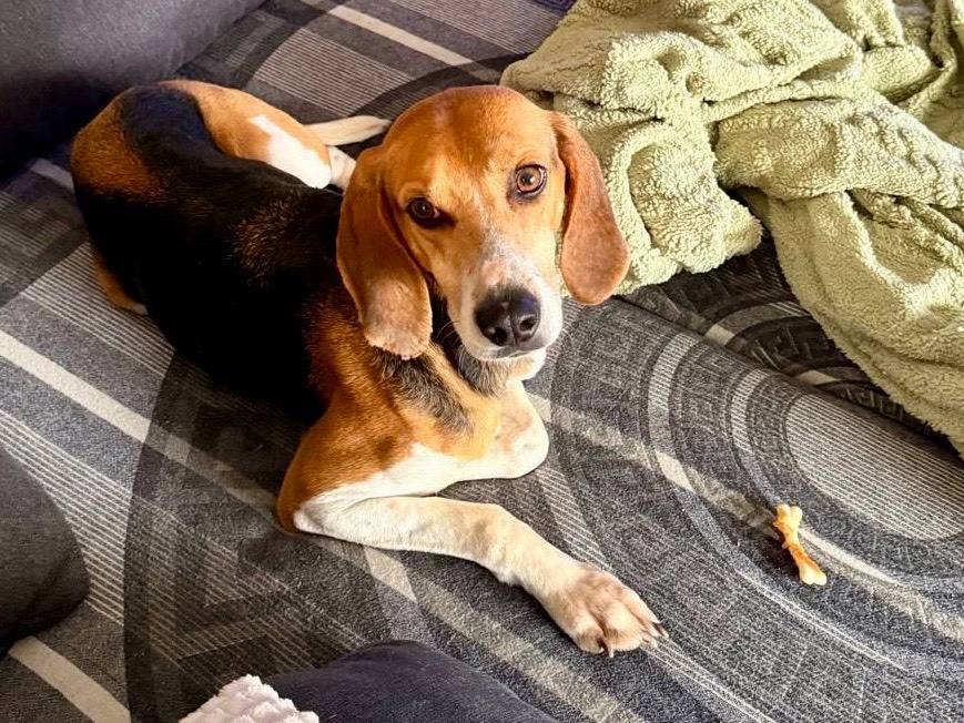 Adotta il cane Luna a Venezia