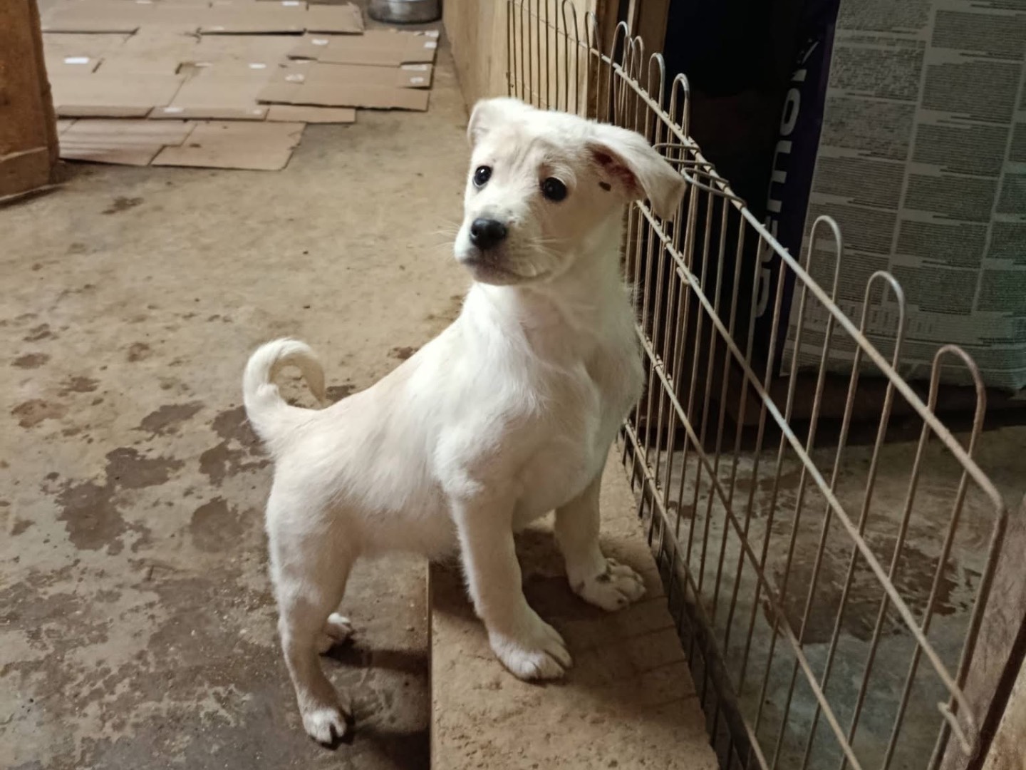 Adozione cane, maschio, Razza sconosciuta Razza sconosciuta, 3 mesi, taglia media contenuta, Avellino