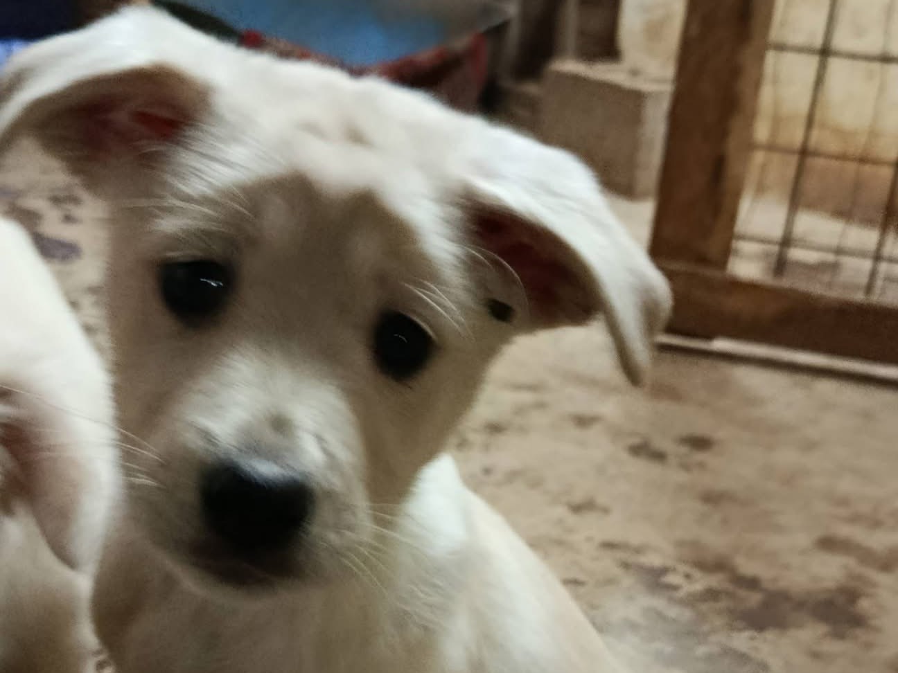 Adotta un cane, maschio, 3 mesi, Avellino