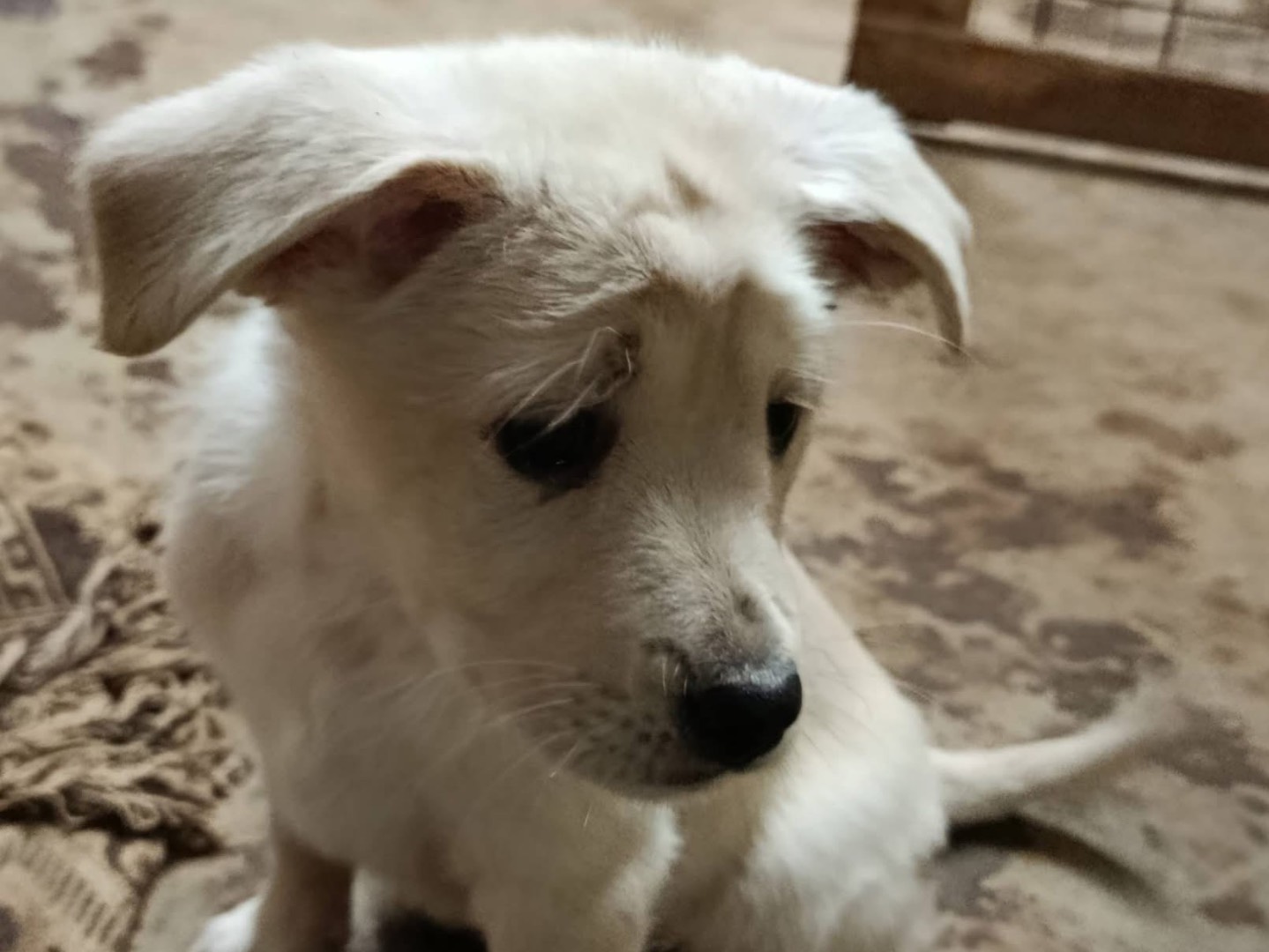 Adotta un cane, taglia media contenuta, maschio, Avellino