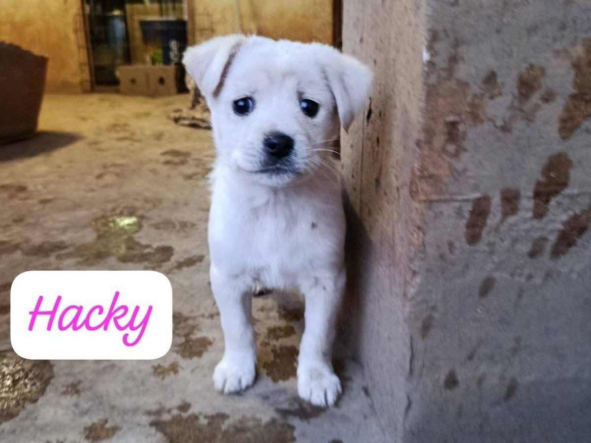 Vuoi adottare un cane a Avellino?