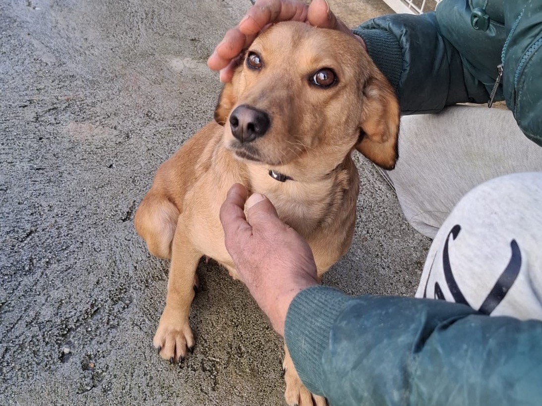 Vuoi adottare un cane a Genova?