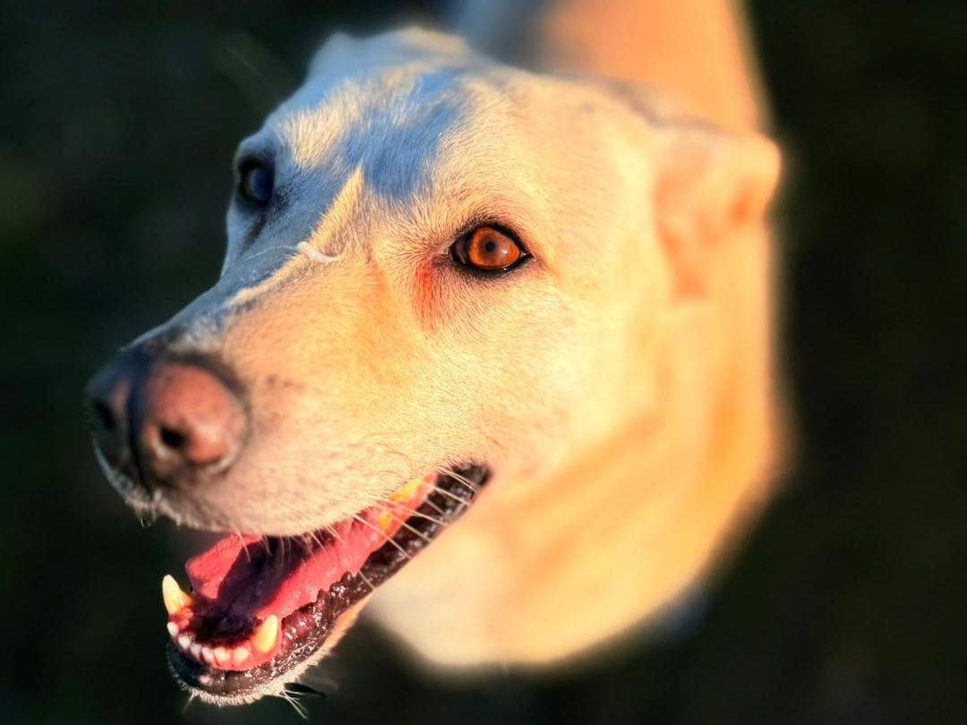 Adozione cane, maschio, Razza sconosciuta Razza sconosciuta, 6 anni e 2 mesi, taglia media contenuta, Bergamo