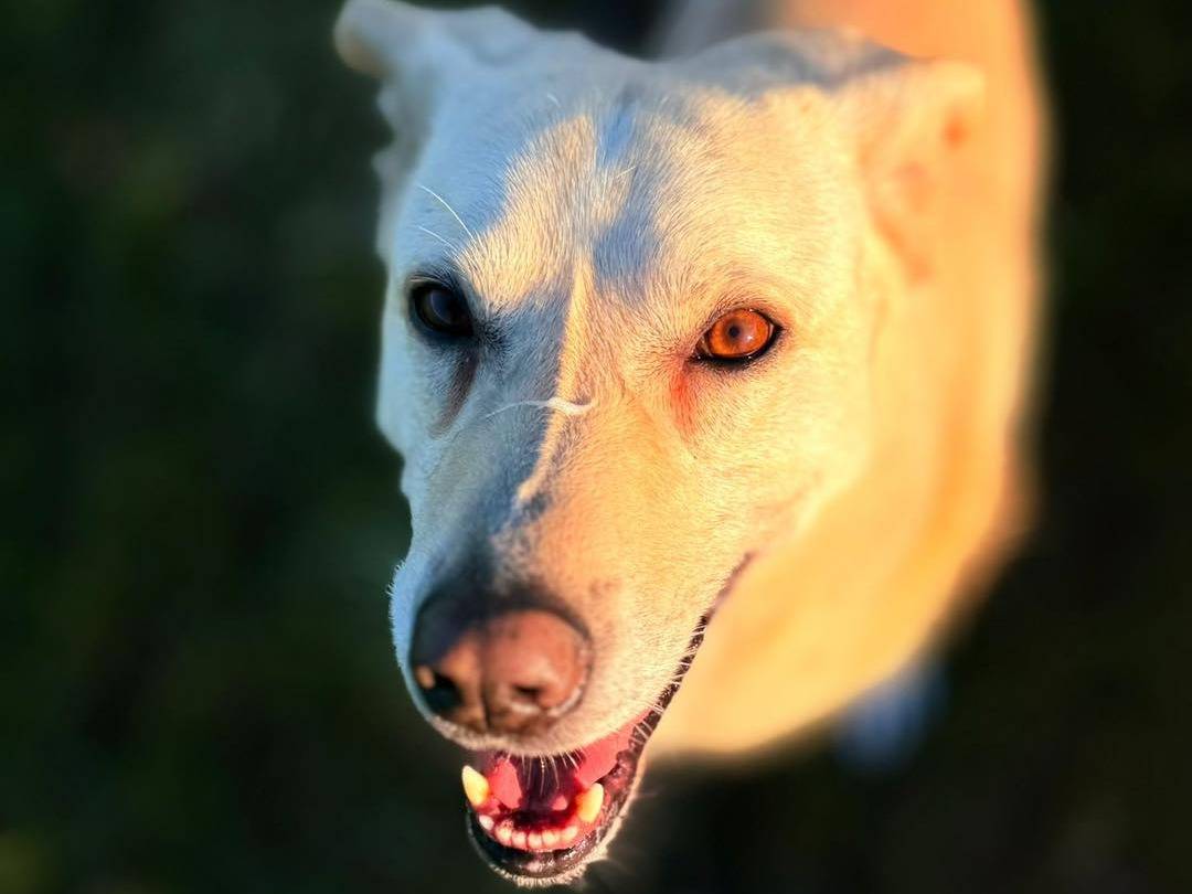 Adotta un cane, maschio, 6 anni e 2 mesi, Bergamo