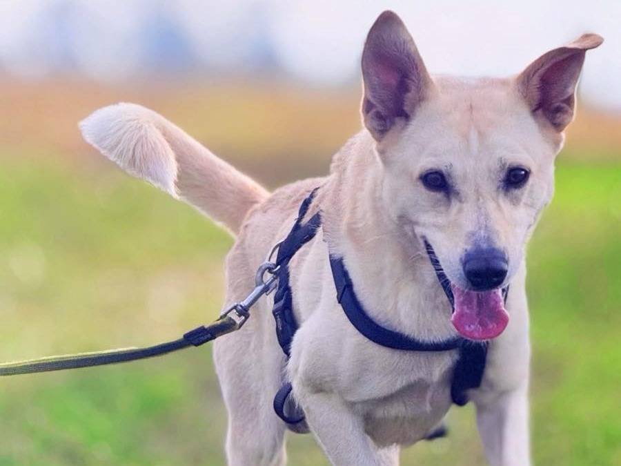 Adotta un cane, taglia media contenuta, maschio, Bergamo