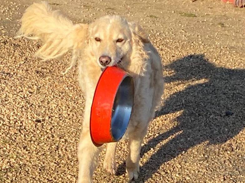 Adozione cane, maschio, Razza sconosciuta Razza sconosciuta, 3 anni e 11 mesi, taglia media, Chieti