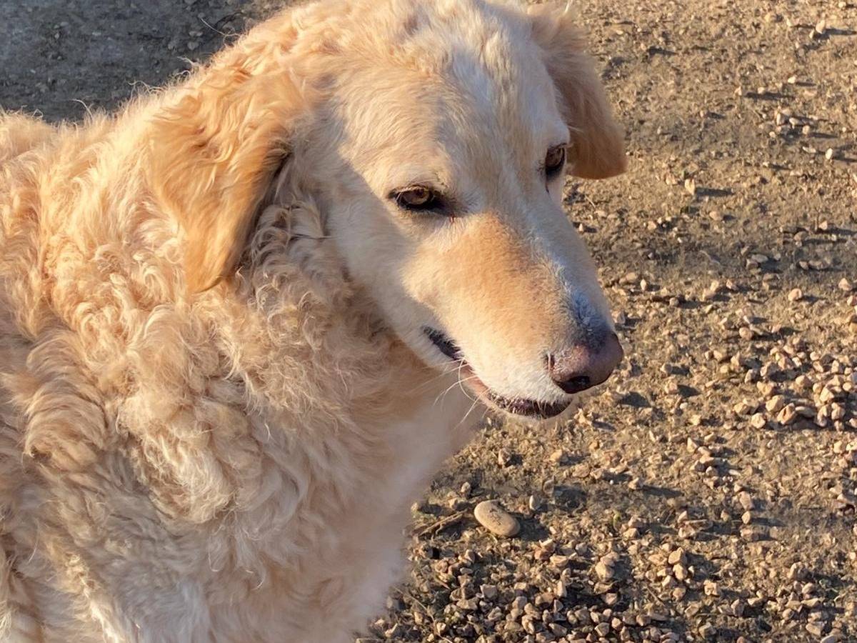 Adotta un cane, maschio, 3 anni e 11 mesi, Chieti