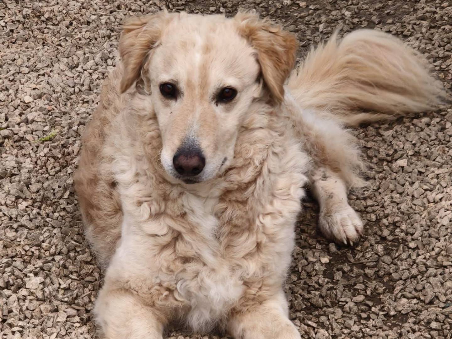 Adotta un cane, taglia media, maschio, Chieti