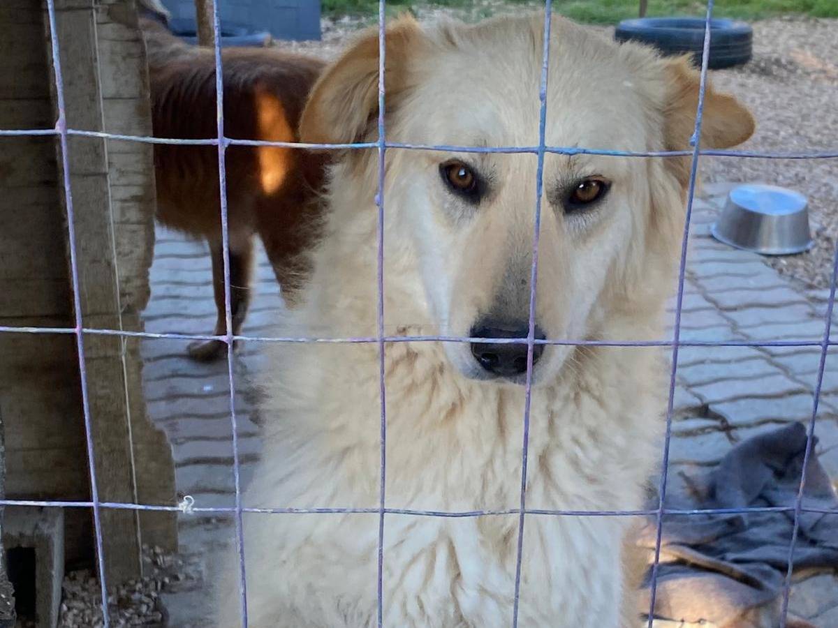 Adotta un cane, femmina, 2 anni, Chieti