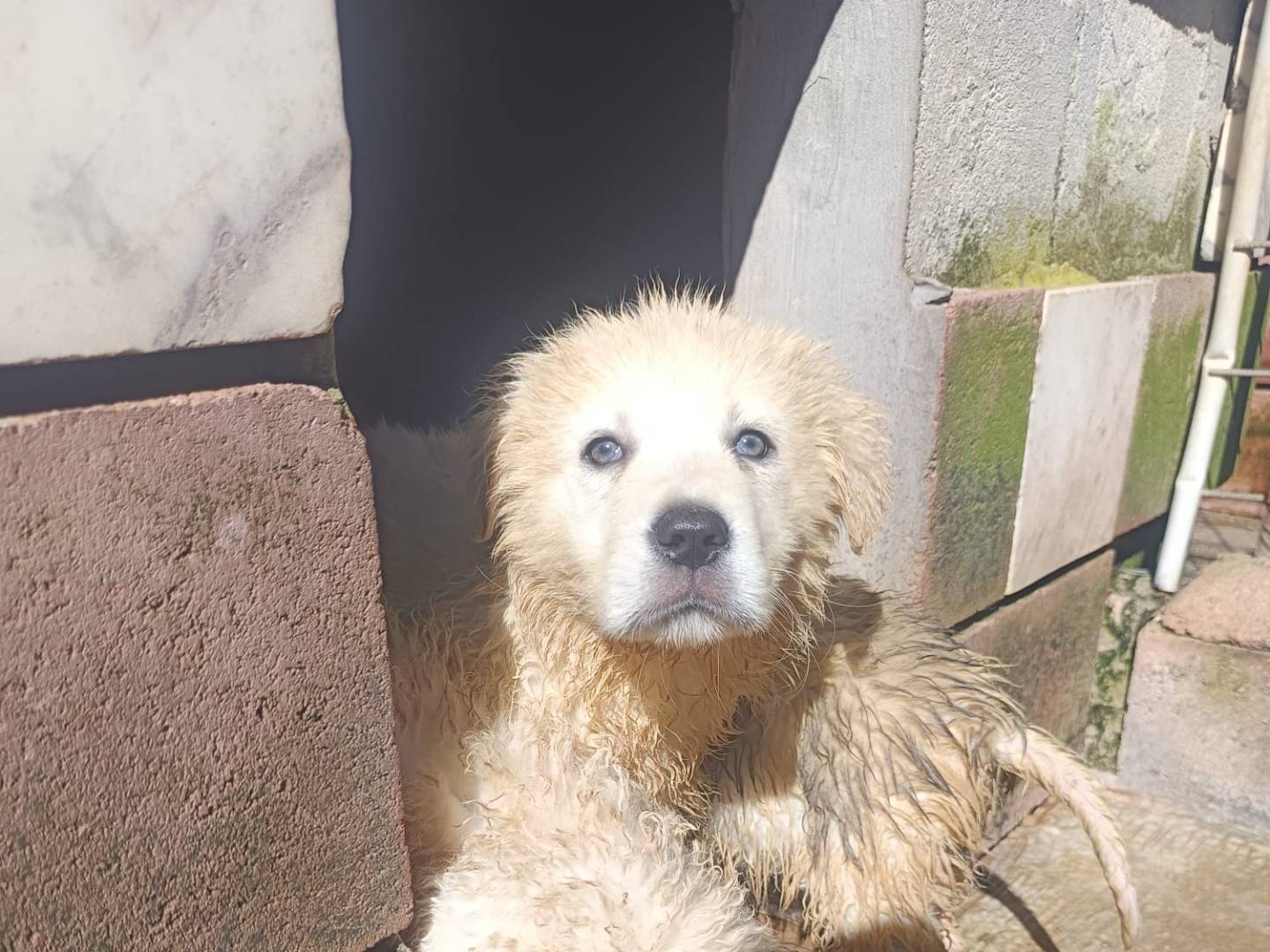 Adozione cane, femmina, Pastore maremmano Razza sconosciuta, 2 mesi, taglia grande, Avellino