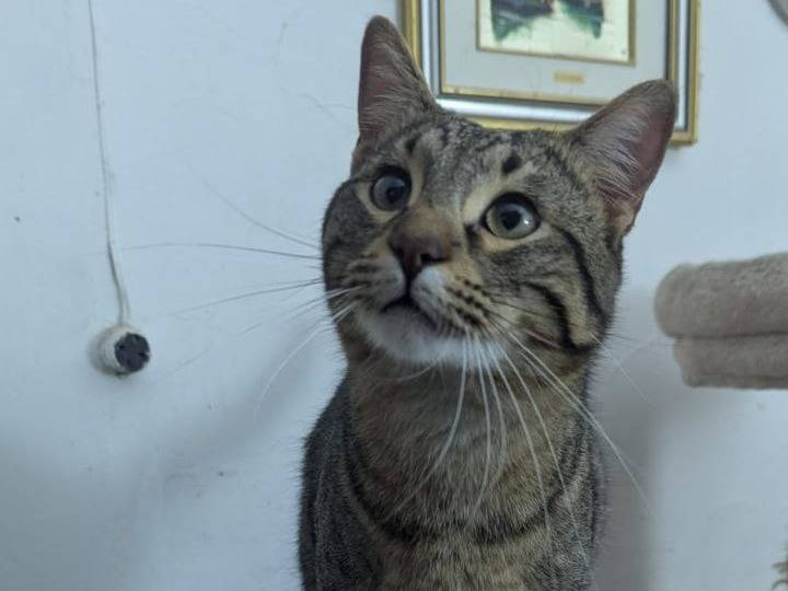 Adotta un gatto, maschio, 9 mesi, Teramo