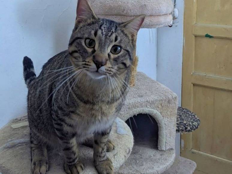 Adotta un gatto, taglia non valida, maschio, Teramo