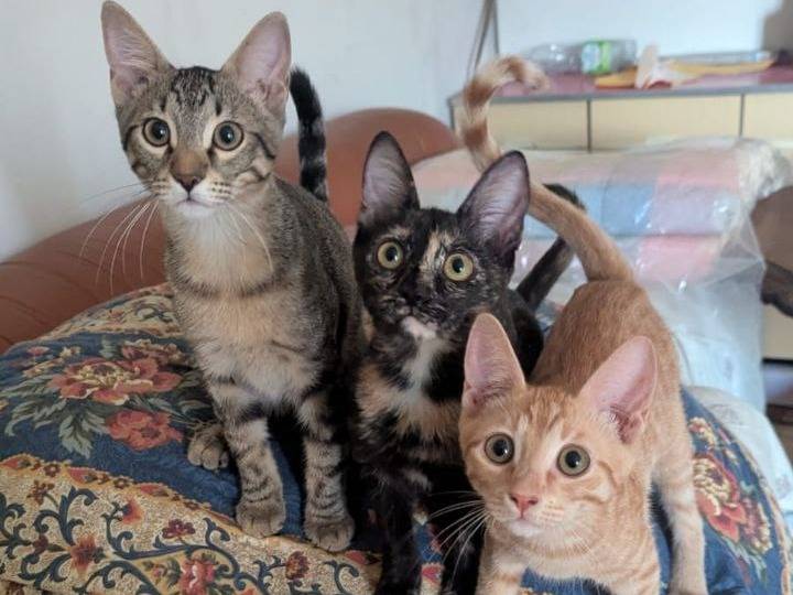 Vuoi adottare un gatto a Teramo?