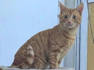 Adozione gatto, maschio, Razza sconosciuta Razza sconosciuta, 9 mesi, taglia non valida, Teramo