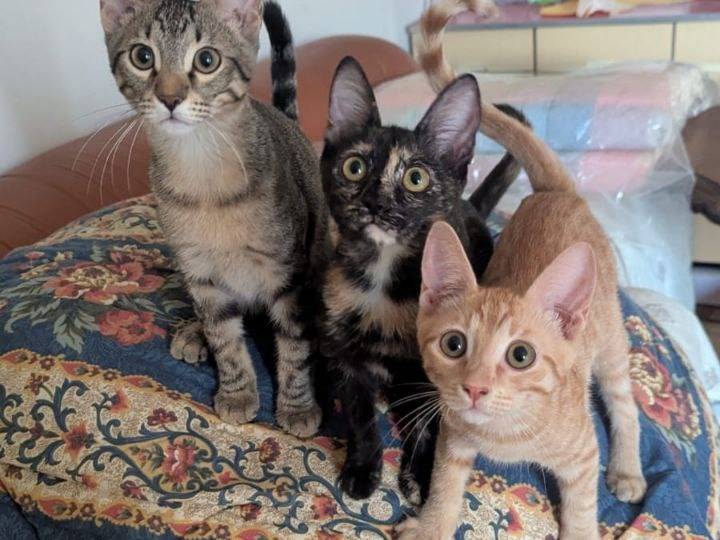 Adotta un gatto, taglia non valida, maschio, Teramo