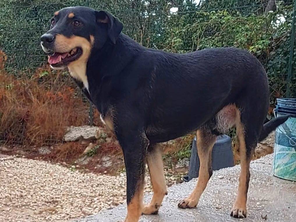 Adotta un cane, maschio, 5 anni e 3 mesi, Bari