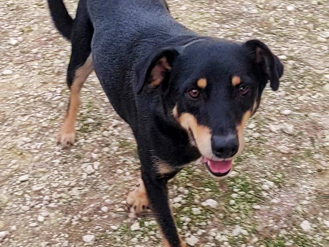 Vuoi adottare un cane a Bari?