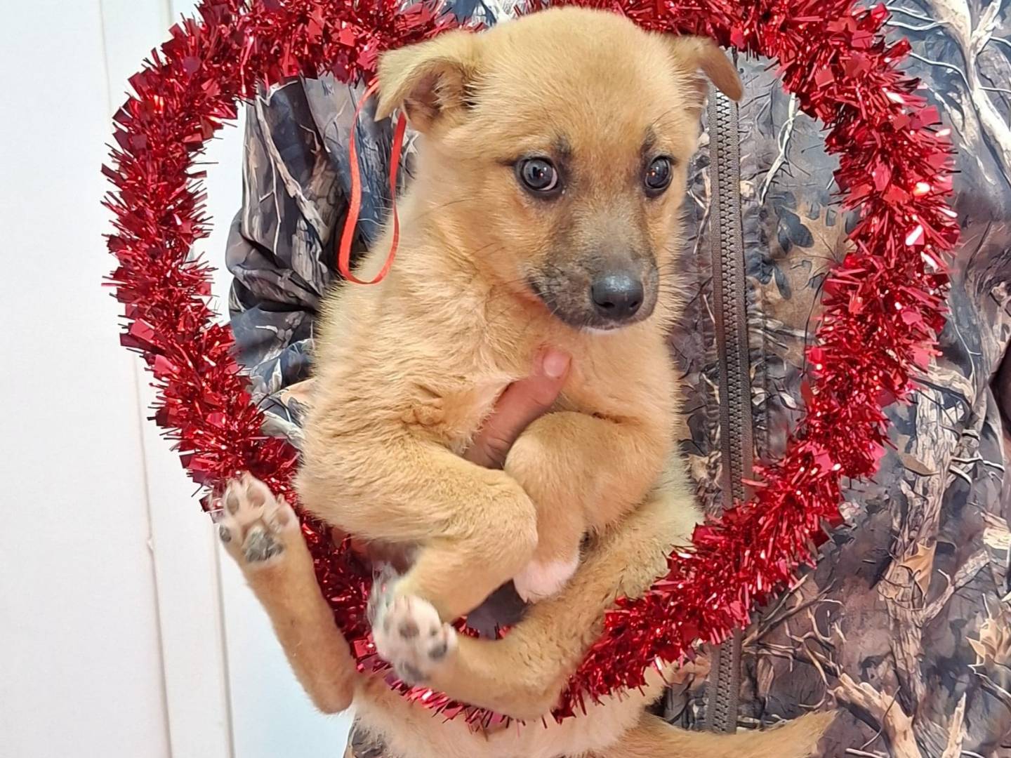 Adotta un cane, femmina, 2 mesi, Bari