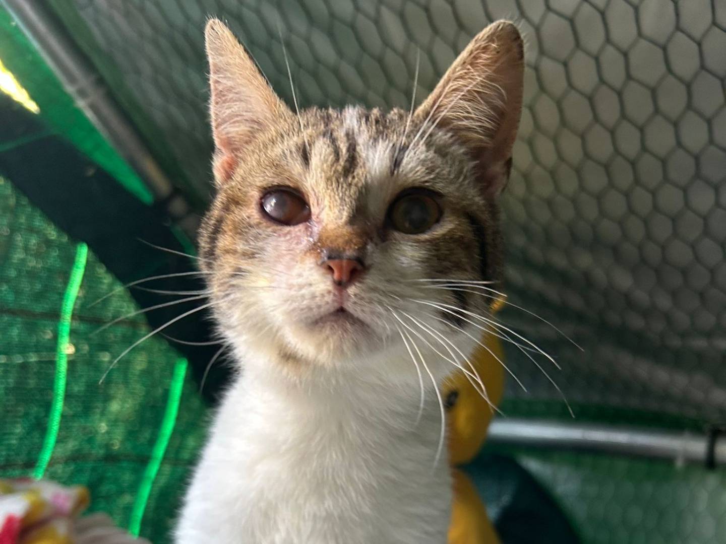 Adotta un gatto, maschio, 3 mesi, Palermo