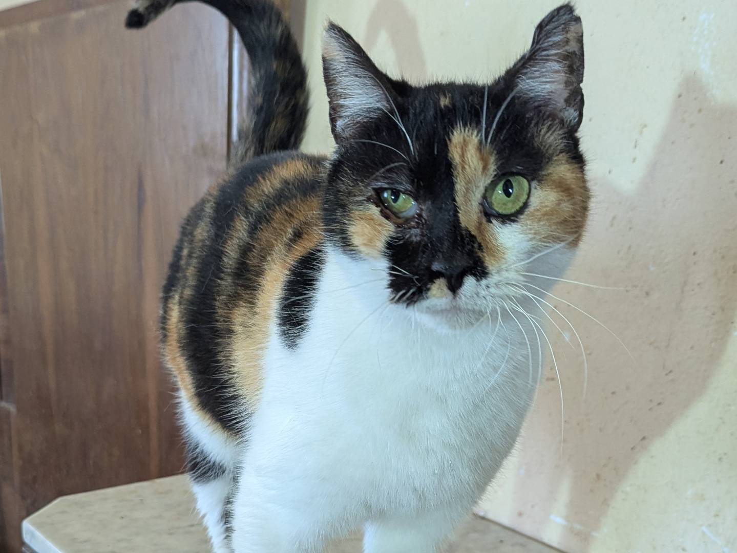 Adozione gatto, femmina, Razza sconosciuta Razza sconosciuta, 3 anni e 9 mesi, taglia non valida, Teramo