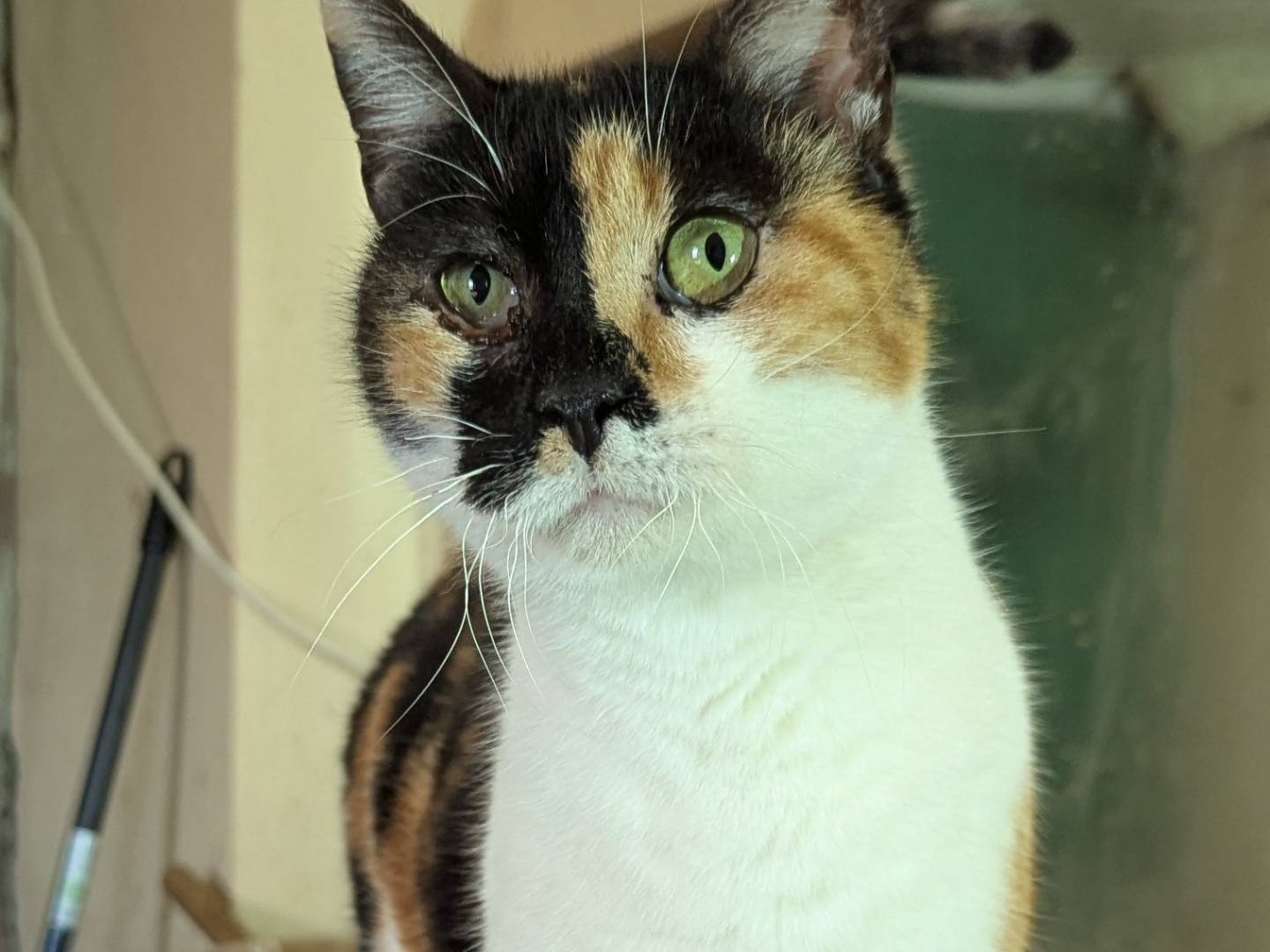 Adotta un gatto, taglia non valida, femmina, Teramo