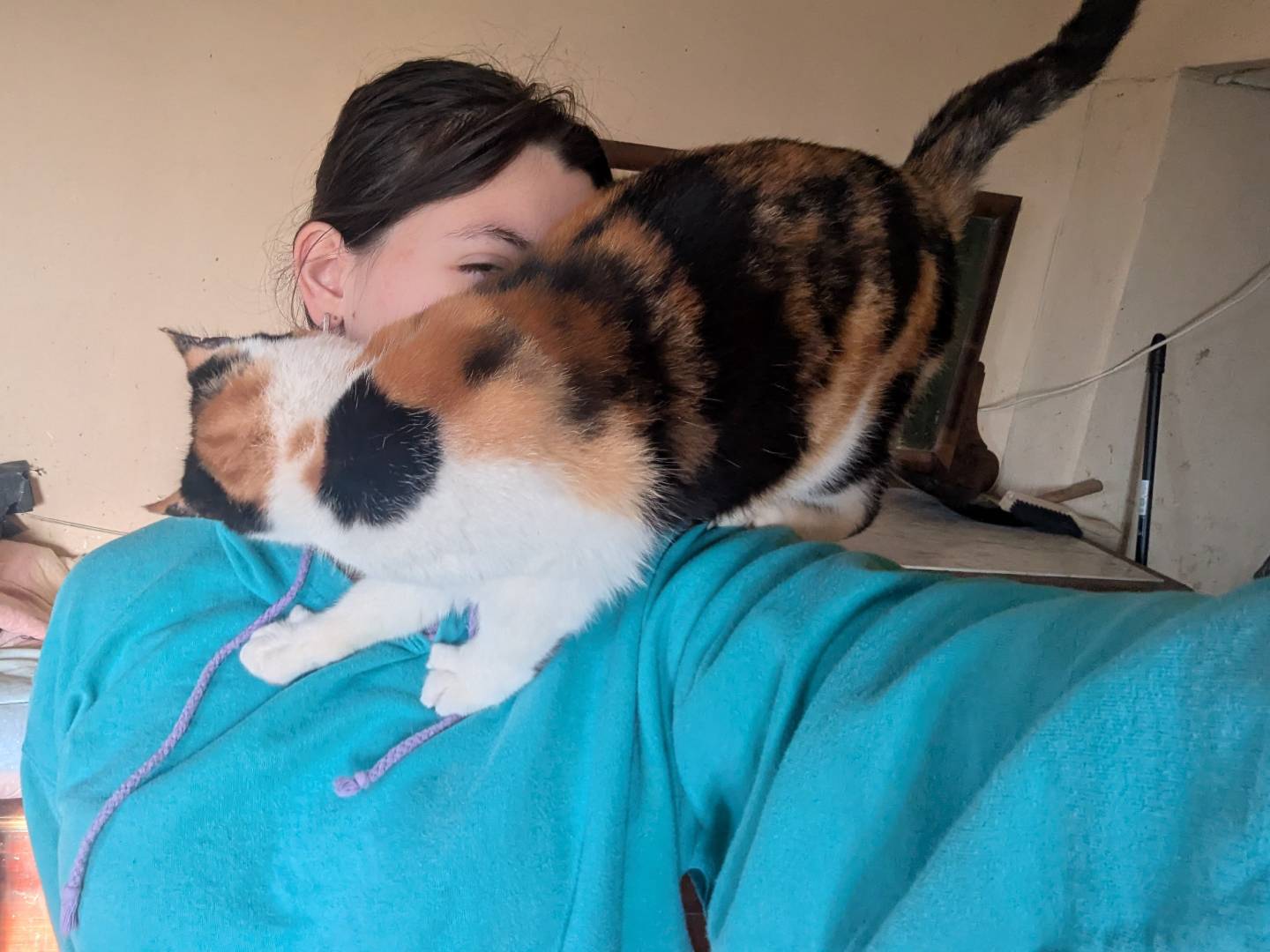 Vuoi adottare un gatto a Teramo?