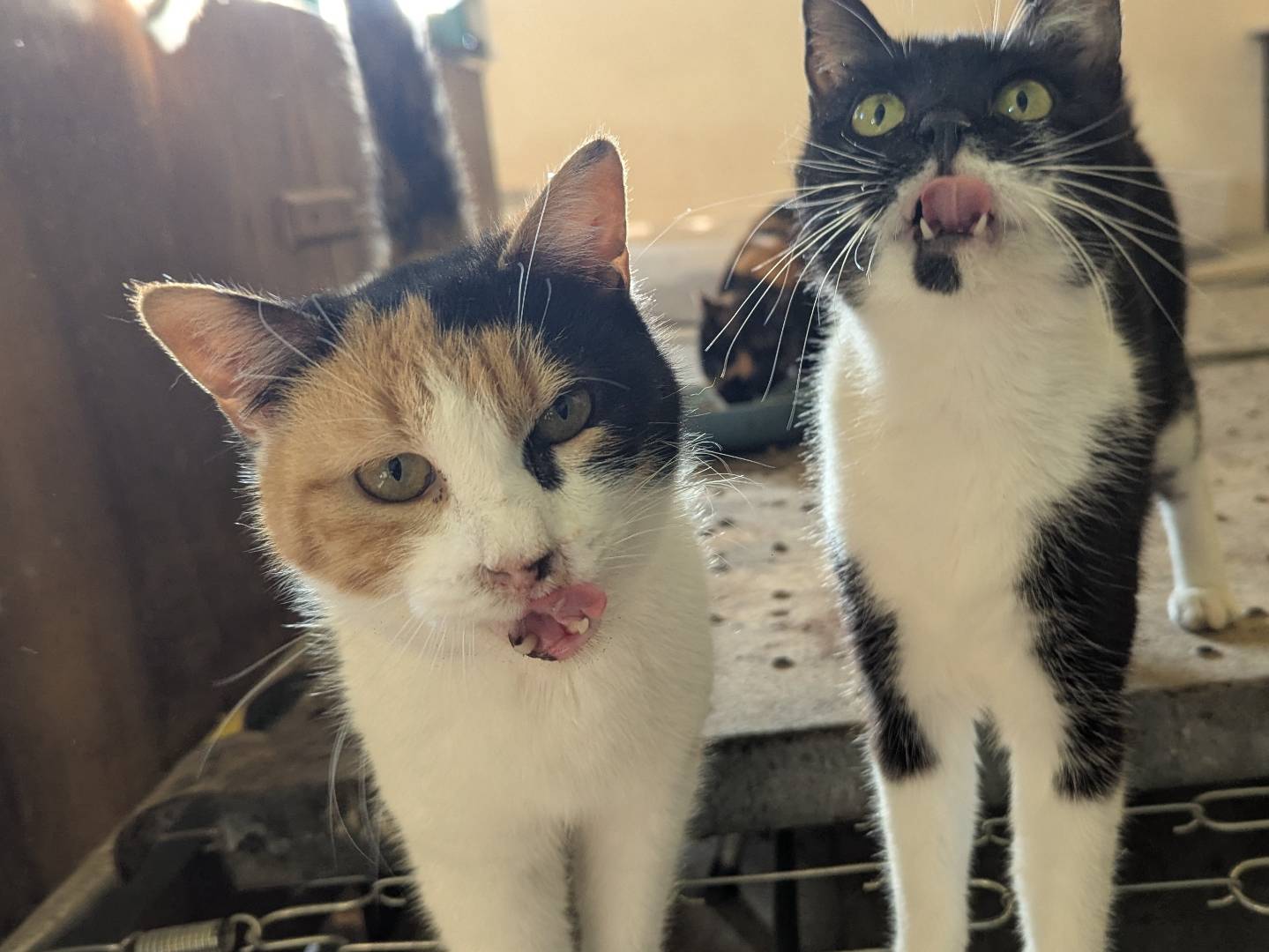 Adozione gatto, femmina, Razza sconosciuta Razza sconosciuta, 4 anni e 8 mesi, taglia non valida, Teramo