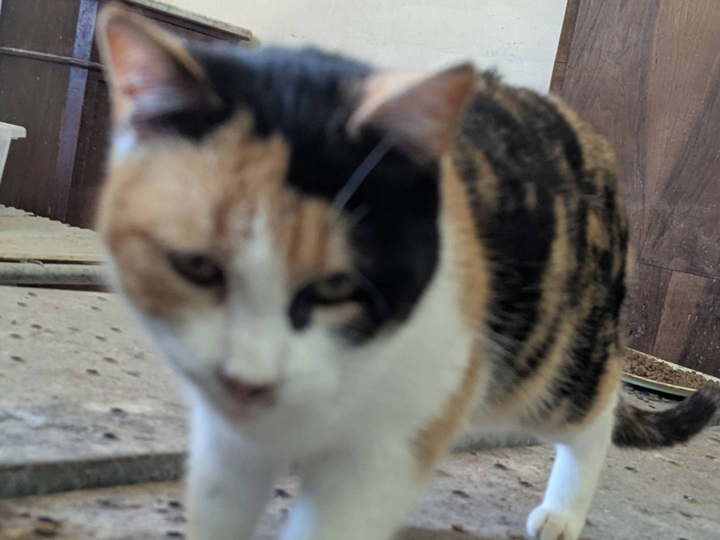 Adotta un gatto, femmina, 4 anni e 8 mesi, Teramo