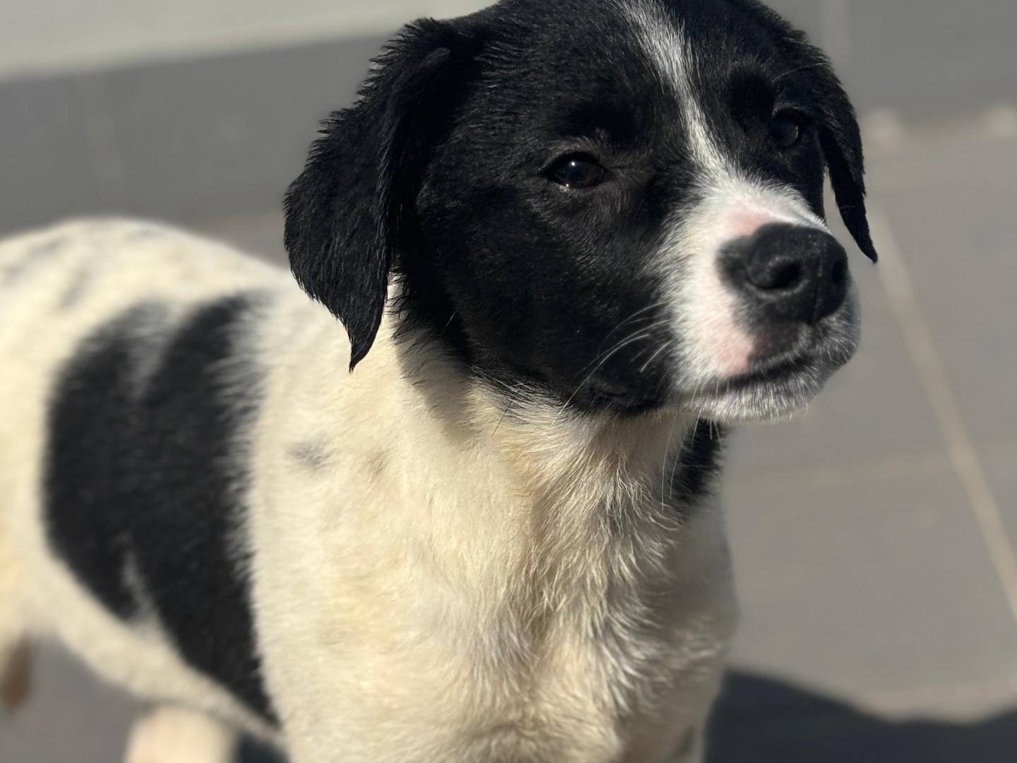 Adozione cane, maschio, Razza sconosciuta Razza sconosciuta, 3 mesi, taglia media, Trapani