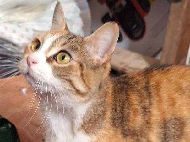 Vuoi adottare un gatto a Milano?