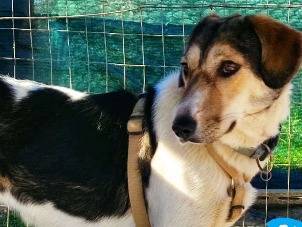 Adozione cane, femmina, Razza sconosciuta Razza sconosciuta, 6 anni, taglia piccola, Chieti