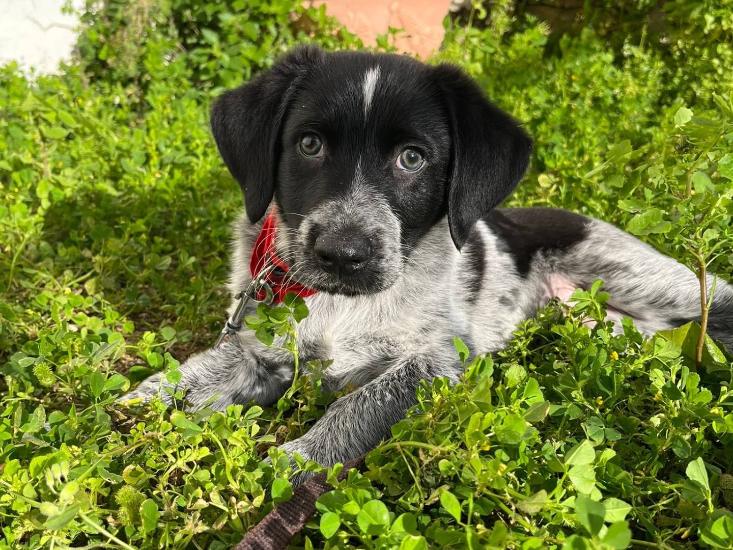 Adozione cane, maschio, Razza sconosciuta Razza sconosciuta, 2 mesi, taglia piccola, Trapani