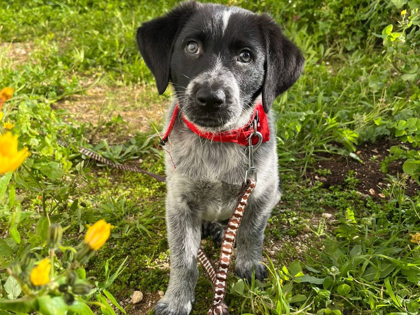 Adotta un cane, maschio, 2 mesi, Trapani