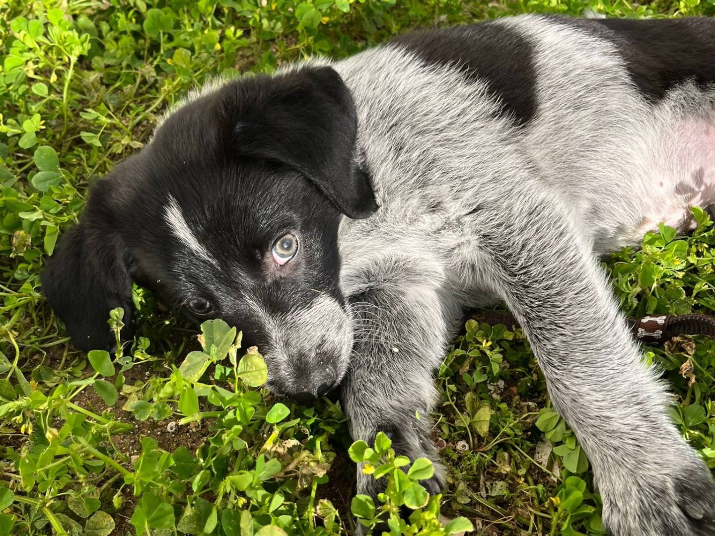 Adotta un cane, taglia piccola, maschio, Trapani