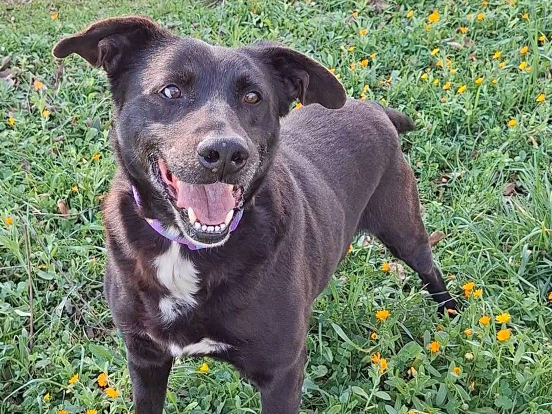 Adozione cane, maschio, Razza sconosciuta Labrador Retriever, 9 anni e 5 mesi, taglia media, Bari