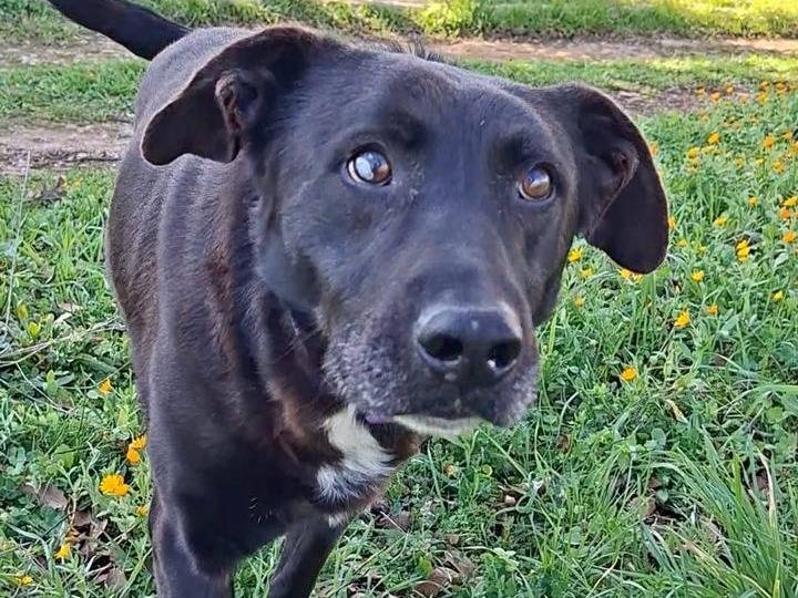 Adotta un cane, maschio, 9 anni e 5 mesi, Bari