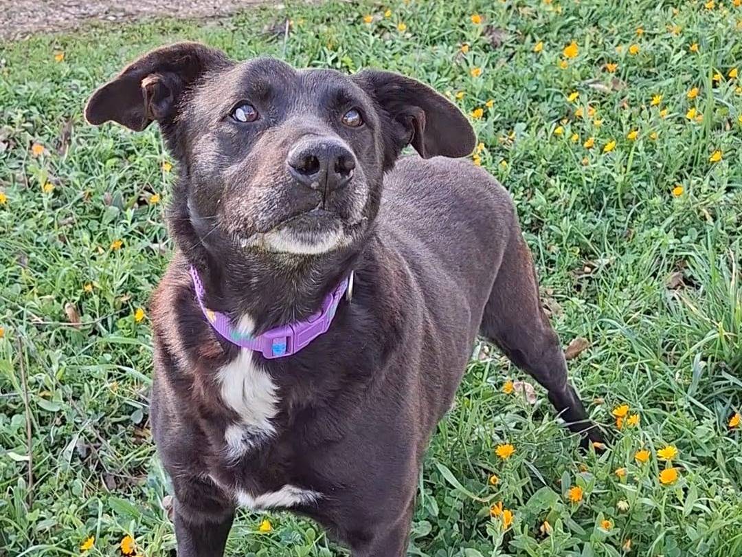 Adotta un cane, taglia media, maschio, Bari