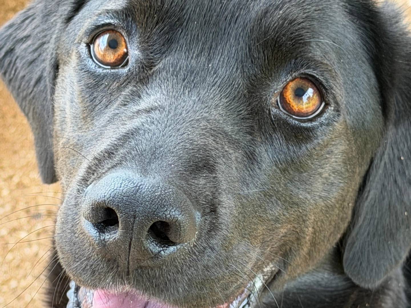 Adotta il cane PRINCE a Bari