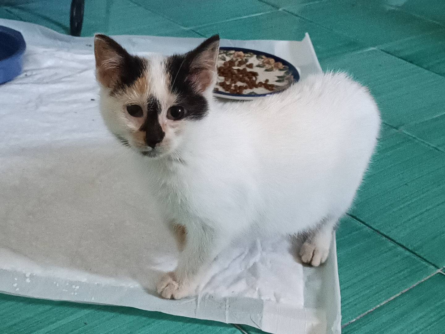 Adozione gatto, femmina, Razza sconosciuta Razza sconosciuta, 1 mesi, taglia non valida, Messina