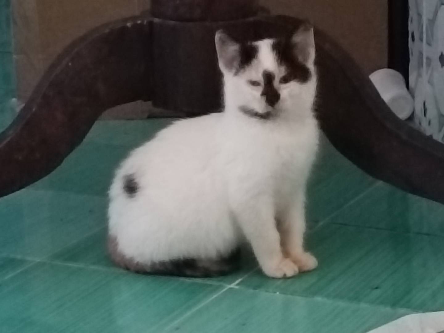 Adotta un gatto, femmina, 1 mesi, Messina